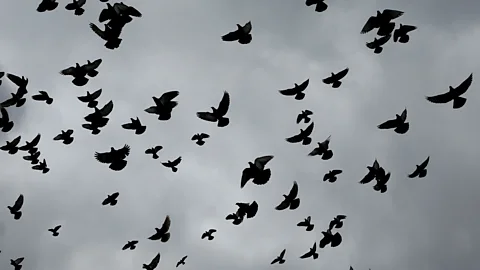 Getty Images In 2016, a select group of London's pigeons carried air sensors on mini backpacks (Credit: Getty Images)