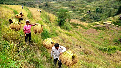 Getty Images Compared to other kinds of agriculture, rice farming demands greater cooperation within a community, with intricate irrigation systems spanning many plots (Credit: Getty Images)