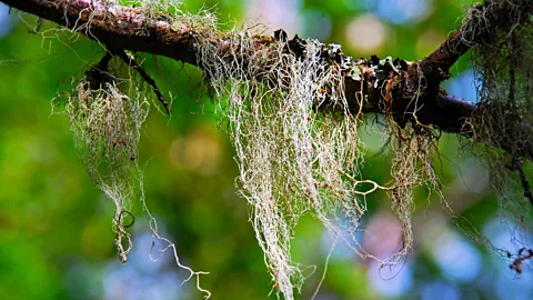 Gideon Long The rare Old Man’s Beard grows extravagantly in the clean environment of Tierra del Fuego (Credit: Gideon Long)