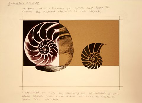 Student annotation on pen and ink drawing of shells