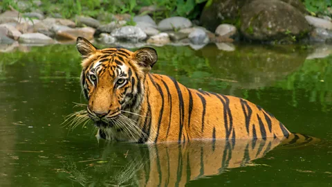 Roop Dey/Alamy Approximately 30 people are killed by tigers in the Sundarbans every year (Credit: Roop Dey/Alamy)
