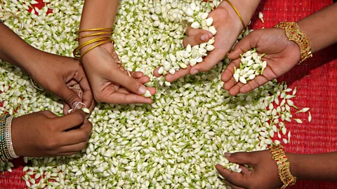 Madurai and its Jasmine: A Celebration Women do much of the work in flower picking (Credit: Madurai and its Jasmine: A Celebration)