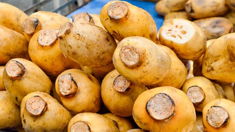 Lotus roots for sale at a street market