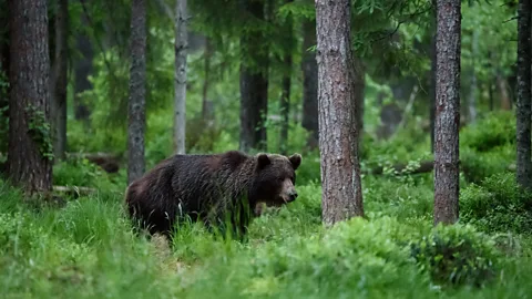 iStock Bears hibernate so that they don't expend energy at times when food is scarce (Credit: iStock)