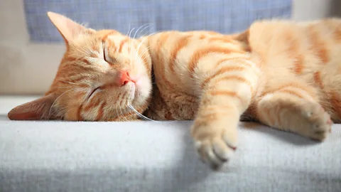 iStock Just because our pets spend much of their time snoozing doesn't mean our ancestors did (Credit: iStock)