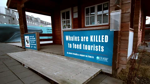Chris Baraniuk Minke whale meat is popular with some tourists – but tourism is not a driving factor in Iceland's whale-hunting quota, as this sign suggests (Credit: Chris Baraniuk)