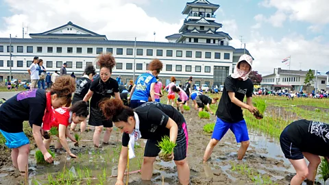Inakadate Village Planting occurs in late spring and the images emerge in the summer (Credit: Inakadate Village)