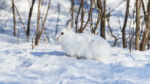 iStock Rabbit meat contains such little fat that it can cause digestive problems (Credit: iStock)