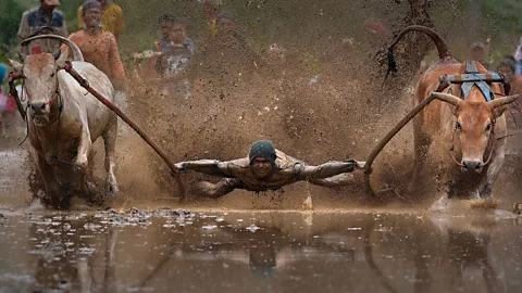 Riau Images/Barcroft Images A man clings to a wooden frame between two bulls for the Pacu Jawi races in Batusangkar, Indonesia (Credit: Riau Images/Barcroft Images)