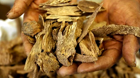 HASSAN AMMAR/AFP/Getty Images Agarwood is formed when damaged Aquilaria trees are infected with mould (Credit: HASSAN AMMAR/AFP/Getty Images)