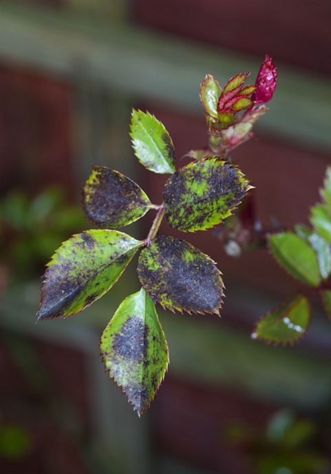 The leaves of a rose plant covered in the fungus named rose black spot