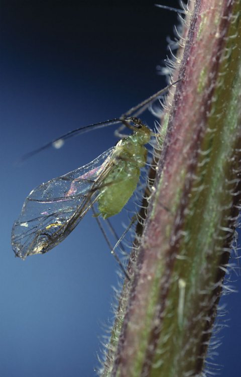 Green Aphid sucking sap from stem of nettle