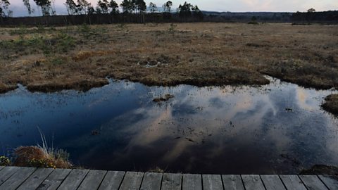 A bog which is flooded with water