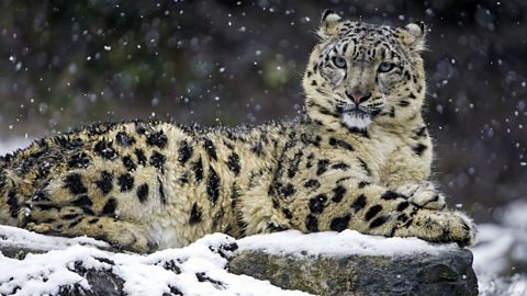 Snow leopard