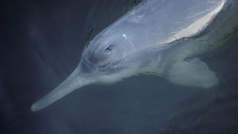 A Chinese River Dolphin cresting to allow itself to breathe.