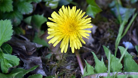 A dandelion