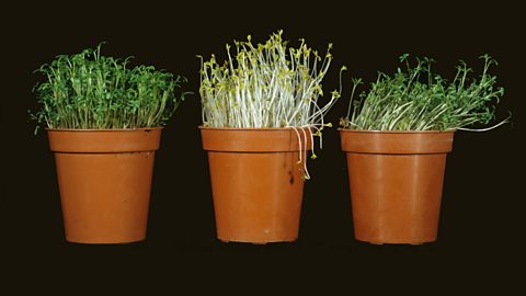 Three plant pots showing seedlings at various stages