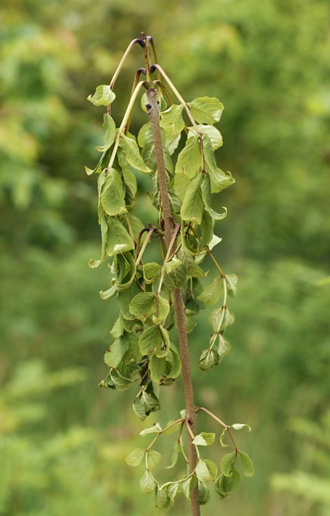 A tree suffering from Ash dieback disease