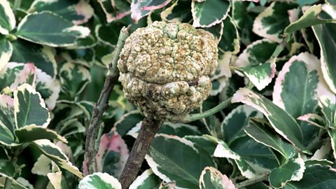 Developed crown gall bacterium on a branch