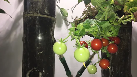 Richard Hollingham The tomatoes have a bitter taste but are perfectly edible (Credit: Richard Hollingham)