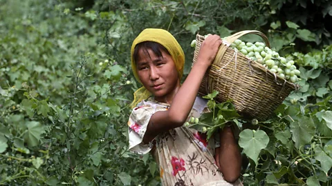 Reza/Getty Images Grapes grown in the Turpan Basin are particularly sweet (Credit: Reza/Getty Images)