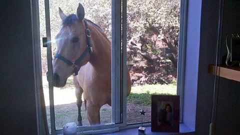 Christine Benton Yes, that's a horse at the office window. Sometimes Christine Benton's clients can hear Coco neighing (Credit: Christine Benton)