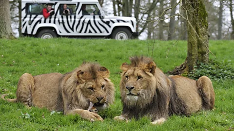 Getty Images The popular safari park at Longleat, an Elizabethan stately home in Wiltshire that sits in 1,000 acres of parkland landscaped by Capability Brown (Credit: Getty Images)