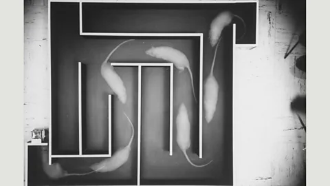 Getty Images The rat's brain appears to replay its journey through a maze as it sleeps (Credit: Getty Images)