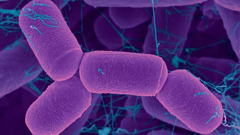 SPL Methanobrevibacter helps squeeze more calories out of food (Credit: SPL)