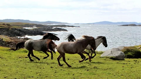 Carolyn Parsons Chaffey Newfoundland, pony