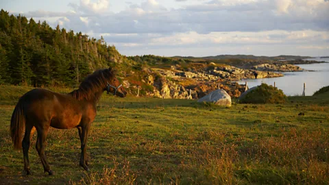 Newfoundland and Labrador Tourism Newfoundland, pony