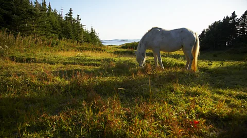 Newfoundland and Labrador Tourism Newfoundland, pony, Change Islands