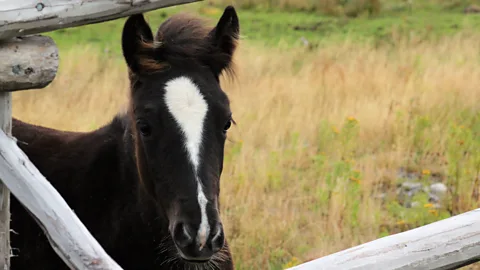 Carolyn Parsons Chaffey Newfoundland, pony
