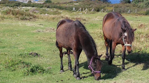 Carolyn Parsons Chaffey Newfoundland, ponies