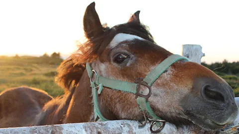 Carolyn Parsons Chaffey Newfoundland, pony