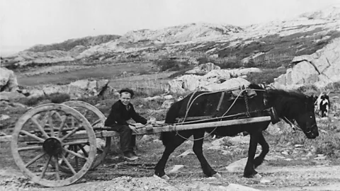 The Rooms Provincial Archives Newfoundland, pony