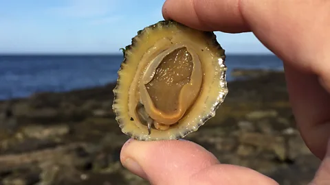 John Scott Lewinski Limpets are abundant in Orkney… but surprisingly difficult to harvest (Credit: John Scott Lewinski)