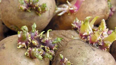 Horrific Tales of Potatoes That Caused Mass Sickness and Even