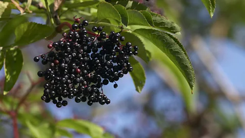iStock Elderberries have to be cooked in order to neutralise toxins (Credit: iStock)