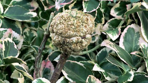 Crwon gall bacteria fully developed on a branch