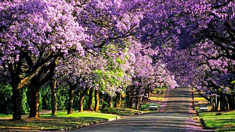 imageBROKER/Alamy Pretoria is well known for its purple-blue jacaranda trees (Credit: imageBROKER/Alamy)