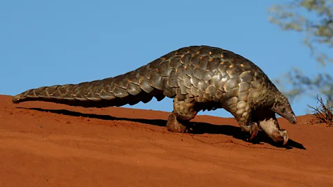 Alamy A Cape pangolin in the Kalahari Desert - one of the four species that can be found in Africa (Credit: Alamy)