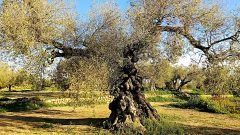 Jose Verge/Oleomile Jose Verge Verge’s family has been making olive oil for 20 generations (Credit: Jose Verge Verge/Oleomile)