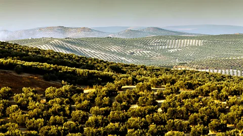 robertharding/Alamy Andalucia was once one of the largest exporters of olive oil to Rome, Britannia and Germania (Credit: robertharding/Alamy)