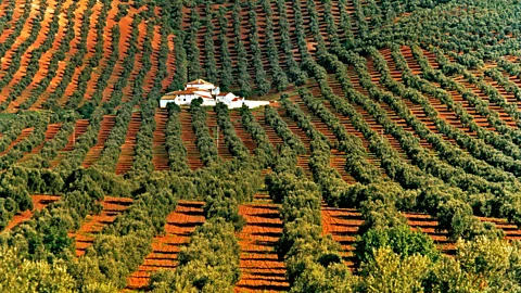 DEA/G BERENGO GARDIN/Getty Maestrat’s olive farmers sold ancient trees to buyers abroad, nearly wiping the trees out of the region (Credit: DEA/G BERENGO GARDIN/Getty)