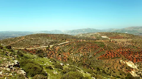 Leila Molana-Allen The Masar Ibrahim al-Khalil is a 321km walking trail across the Palestinian Territories (Credit: Leila Molana-Allen)