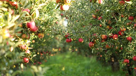 An apple orchard