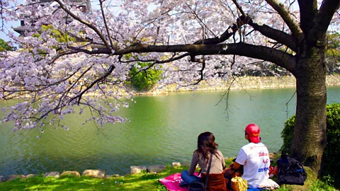 Angeles Marin Cabello Nowhere is this celebration of the moment more evident than in cherry-blossom viewing (Credit: Angeles Marin Cabello)