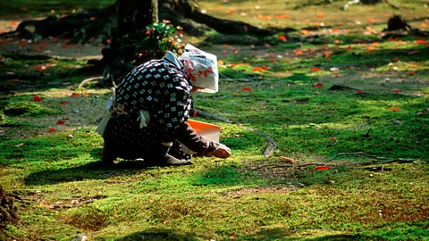 Andrew Whitehead/Alamy Even moss is appreciated by the mindful Japanese (Credit: Andrew Whitehead/Alamy)
