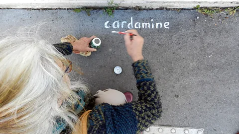 Helen Soteriou Frédérique Soulard writes the names of weeds as part of her performance, Belles de Bitume (Credit: Helen Soteriou)